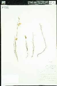 Campanula rotundifolia image