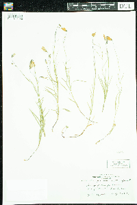 Campanula rotundifolia image