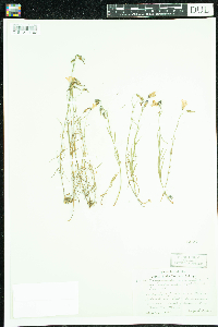 Campanula rotundifolia image