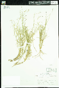 Campanula rotundifolia image