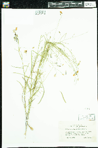 Campanula rotundifolia image