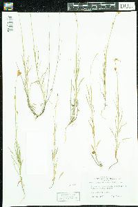 Campanula rotundifolia image
