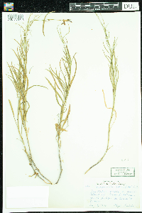 Campanula rotundifolia image