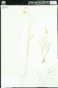 Campanula rotundifolia image