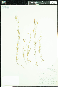 Campanula rotundifolia image