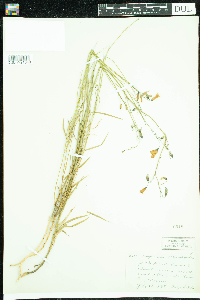 Campanula rotundifolia image