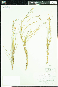 Campanula rotundifolia image