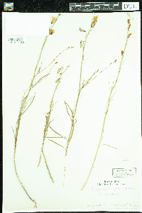 Campanula rotundifolia image