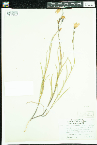 Campanula rotundifolia image