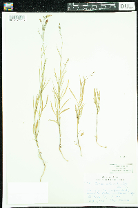 Campanula rotundifolia image