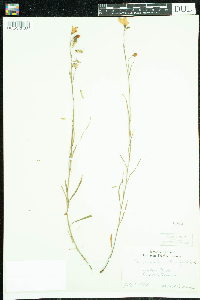 Campanula rotundifolia image