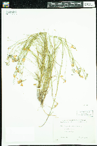 Campanula rotundifolia image