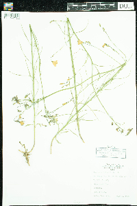 Campanula rotundifolia image