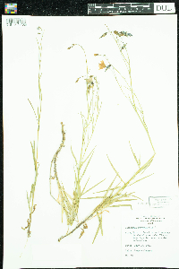 Campanula rotundifolia image