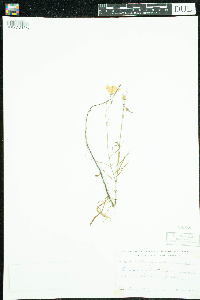 Campanula rotundifolia image