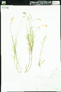 Campanula rotundifolia image