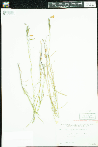 Campanula rotundifolia image