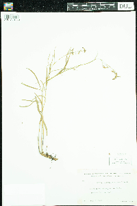 Campanula rotundifolia image