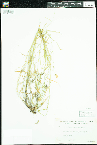 Campanula rotundifolia image