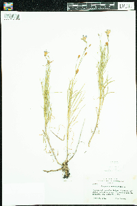 Campanula rotundifolia image