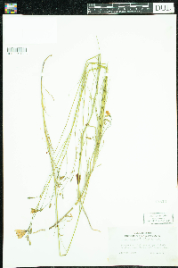 Campanula rotundifolia image