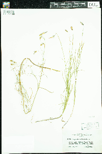 Campanula rotundifolia image