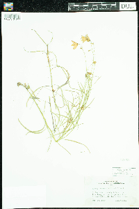 Campanula rotundifolia image