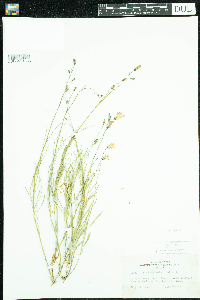 Campanula rotundifolia image