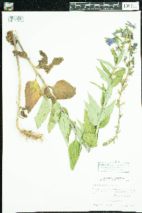 Image of Campanula rapunculoides