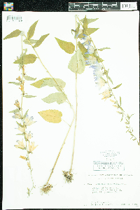 Campanula rapunculoides image