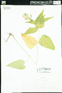 Campanula rapunculoides image