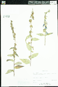 Campanula rapunculoides image
