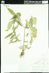 Campanula rapunculoides image
