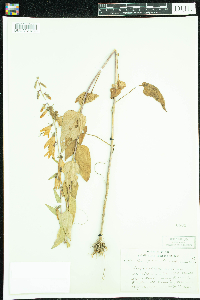 Campanula rapunculoides image
