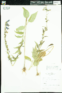 Campanula rapunculoides image