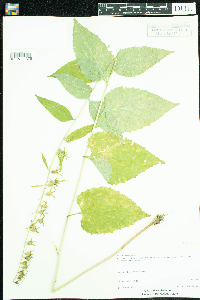 Campanula rapunculoides image