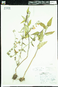 Campanula rapunculoides image