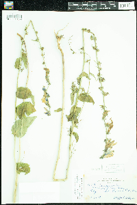 Campanula rapunculoides image
