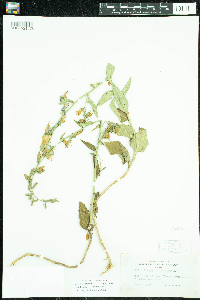 Campanula rapunculoides image