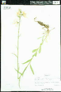 Media resource of Campanula persicifolia