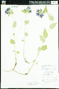 Media resource of Campanula glomerata