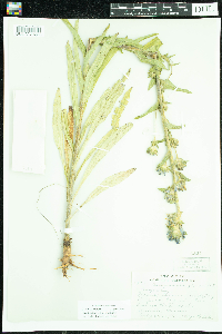 Media resource of Campanula cervicaria