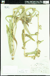 Campanula cervicaria image