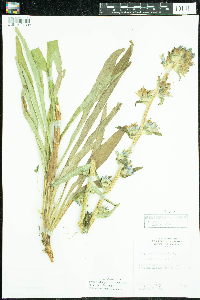 Campanula cervicaria image