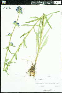 Campanula cervicaria image