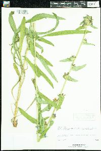 Campanula cervicaria image