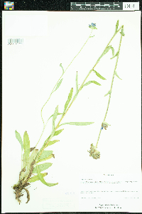 Campanula cervicaria image