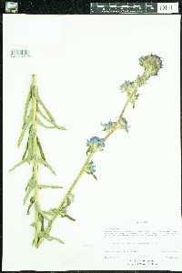 Campanula cervicaria image
