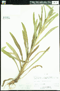 Campanula cervicaria image