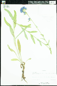 Campanula cervicaria image